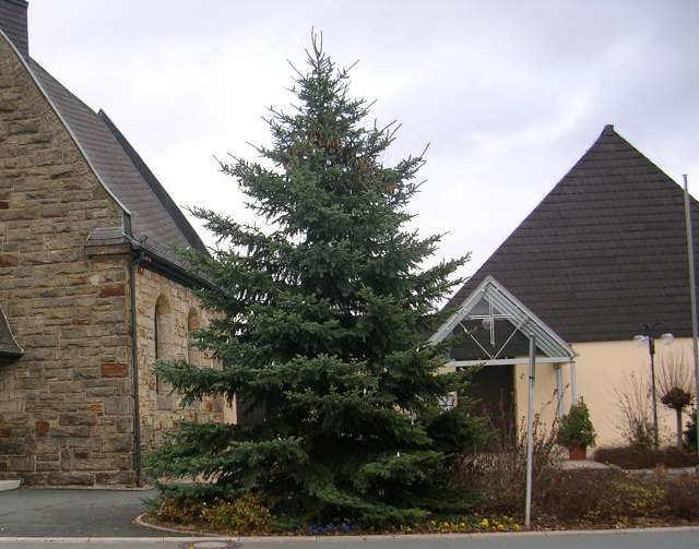 Weihnachtsbaum Neuensee
